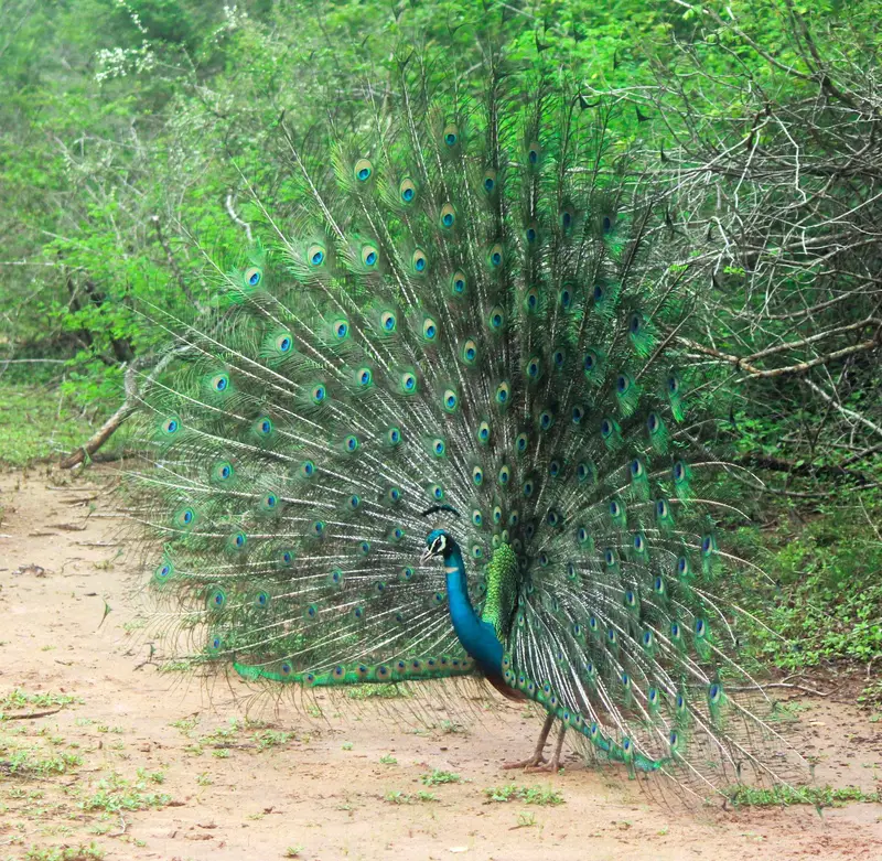 Wildlife & Nature