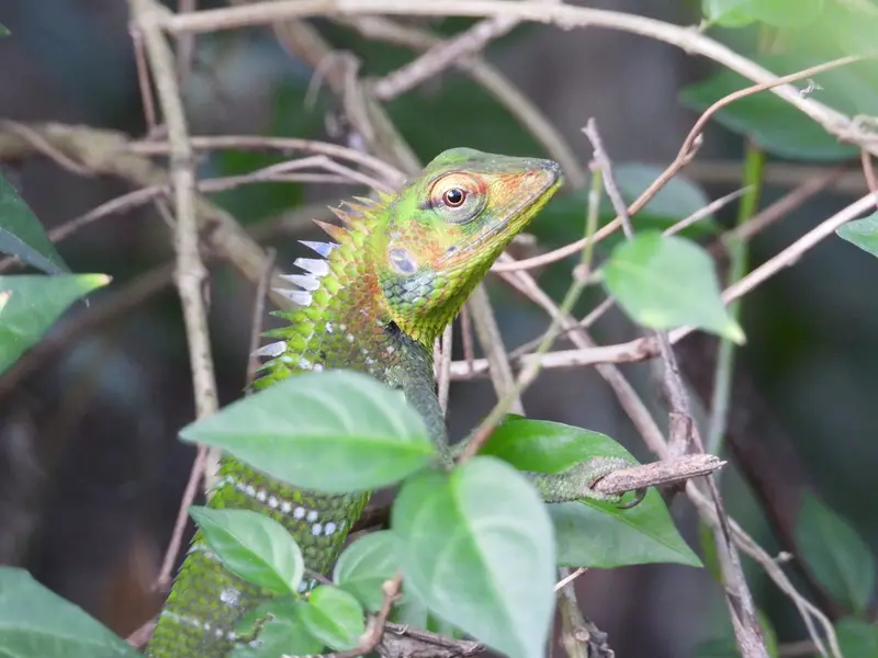 Wildlife & Nature