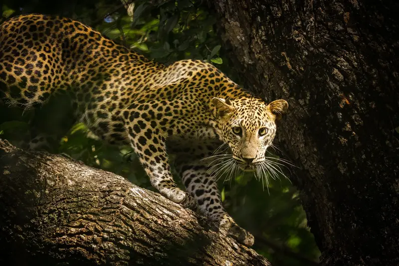 Wildlife & Nature