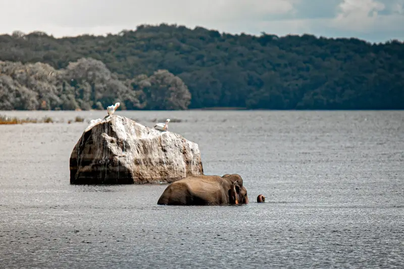 Wildlife & Nature