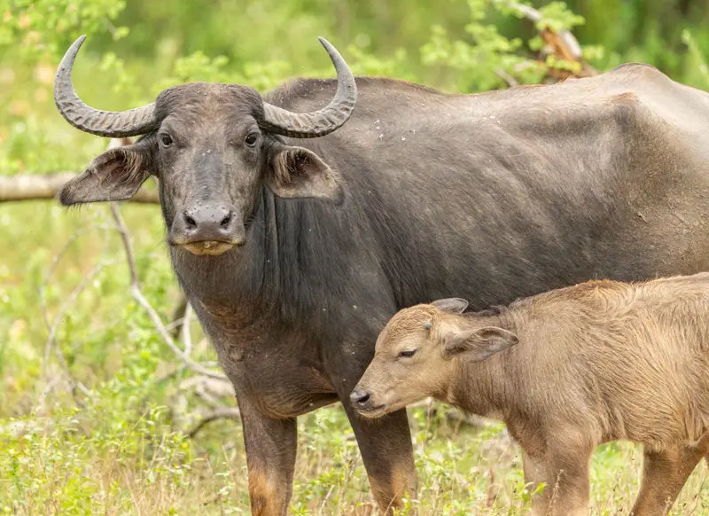 Wildlife & Nature